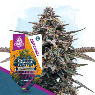 Blueberry Muffin Autoflower (Zamnesia Seeds) feminiserede cannabisfr&oslash;