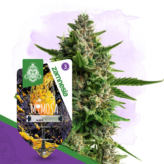 Mimosa Autoflower (Zamnesia Seeds) feminiserede cannabisfr&oslash;