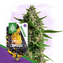 Mimosa Autoflower (Zamnesia Seeds) Feminiserede