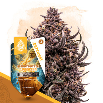 Peanut Butter Breath (Zamnesia Seeds) Feminisede