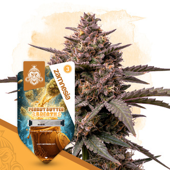 Peanut Butter Breath Autoflower (Zamnesia Seeds) feminiserede