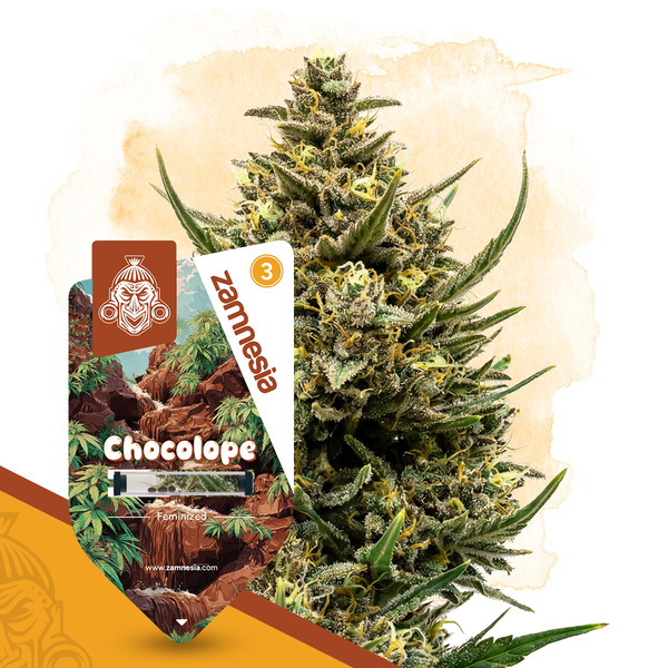 Chocolope (Zamnesia Seeds) Feminiserede
