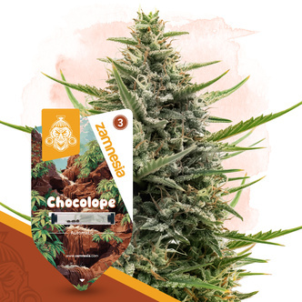 Chocolope Autoflower (Zamnesia Seeds) feminiserede cannabisfr&oslash;