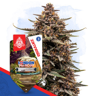 London Pound Cake (Zamnesia Seeds) Feminiserede