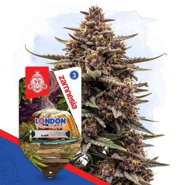 London Pound Cake (Zamnesia Seeds) Feminiserede