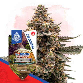 London Pound Cake Autoflower (Zamnesia Seeds) Feminiserede