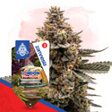 London Pound Cake Autoflower (Zamnesia Seeds) Feminiserede