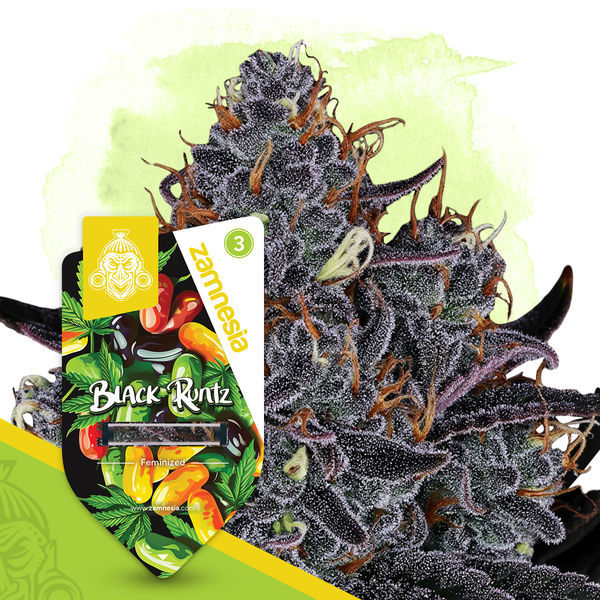 Black Runtz (Zamnesia Seeds) Feminiserede