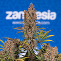 Black Runtz (Zamnesia Seeds) Feminiserede