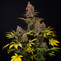 Black Runtz (Zamnesia Seeds) Feminiserede