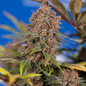 Black Runtz (Zamnesia Seeds) Feminiserede