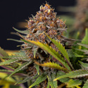 Black Runtz (Zamnesia Seeds) Feminiserede