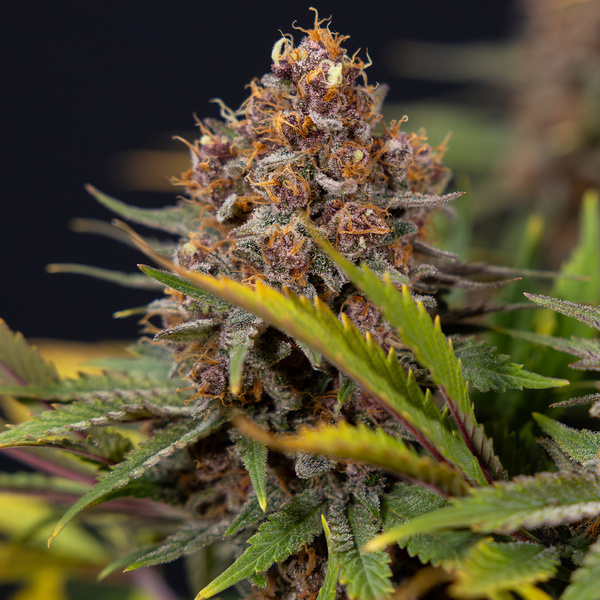 Black Runtz (Zamnesia Seeds) Feminiserede