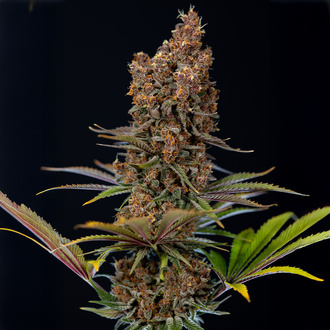 Black Runtz (Zamnesia Seeds) Feminiserede
