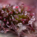 Black Runtz (Zamnesia Seeds) Feminiserede