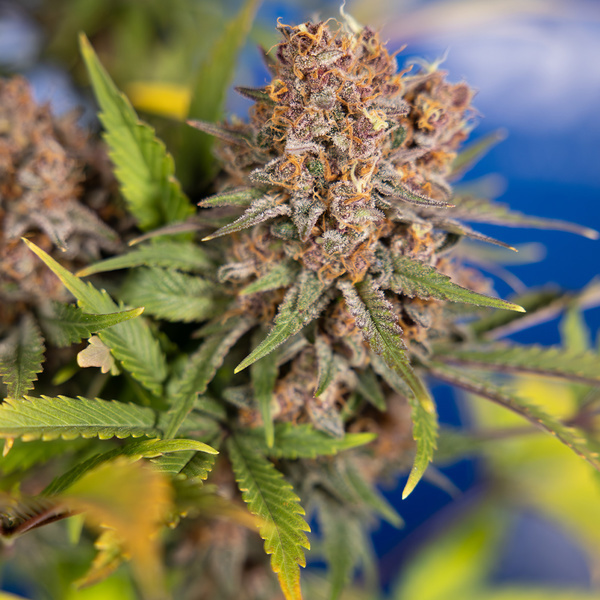 Black Runtz (Zamnesia Seeds) Feminiserede