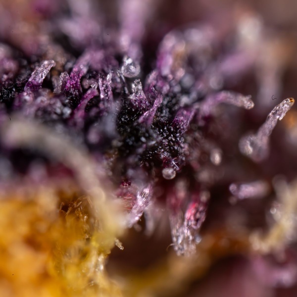 Black Runtz (Zamnesia Seeds) Feminiserede