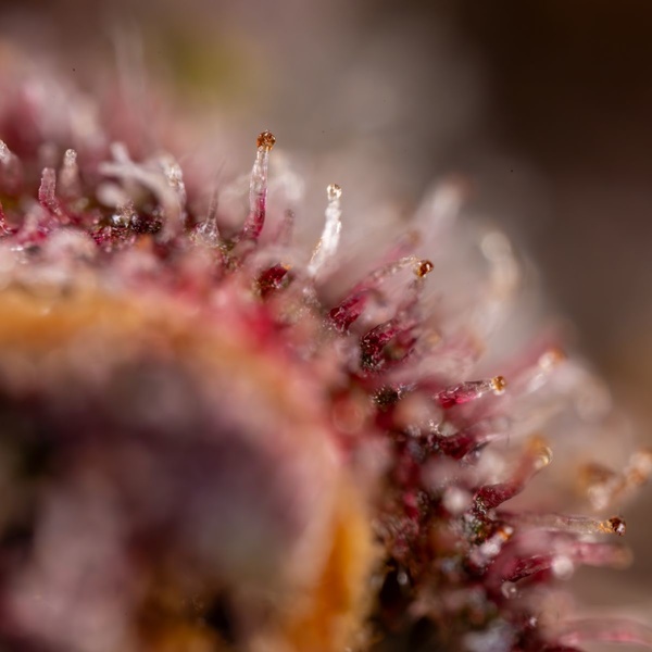 Black Runtz (Zamnesia Seeds) Feminiserede