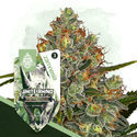 White Rhino (Zamnesia Seeds) Feminiserede