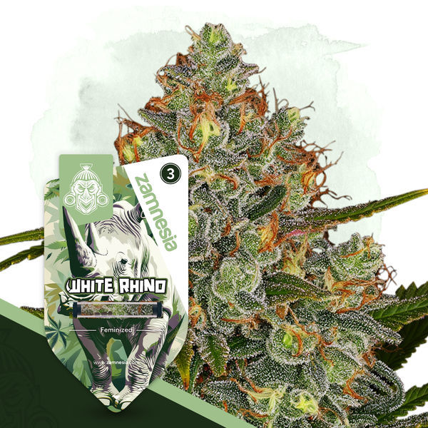 White Rhino (Zamnesia Seeds) Feminiserede