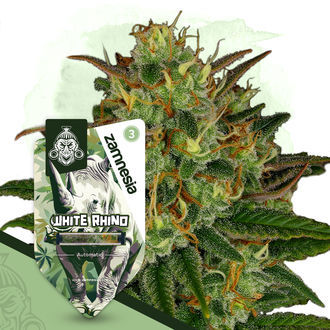 White Rhino Autoflower (Zamnesia Seeds) Feminiserede