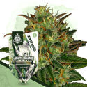 White Rhino Autoflower (Zamnesia Seeds) Feminiserede