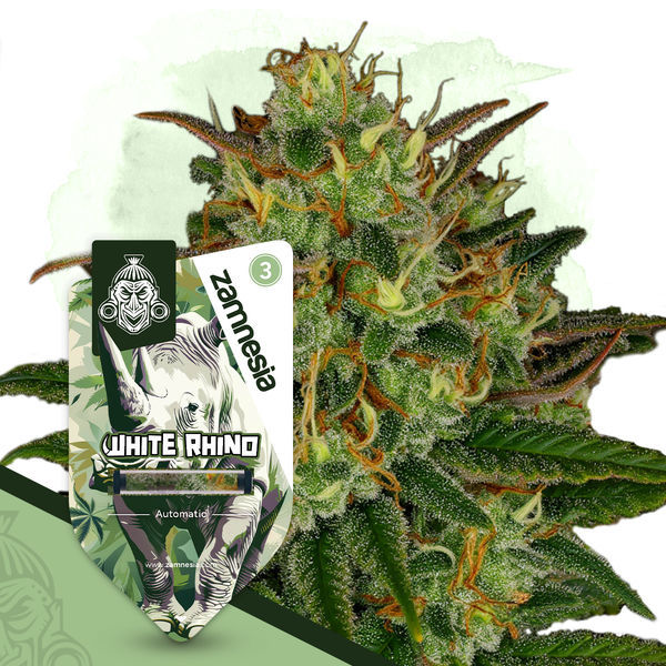 White Rhino Autoflower (Zamnesia Seeds) Feminiserede