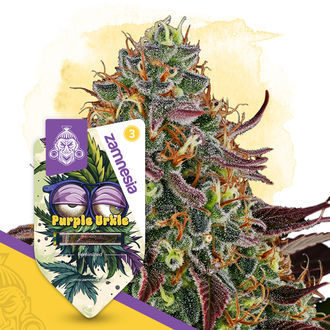 Purple Urkle (Zamnesia Seeds) Feminiserede