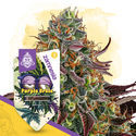 Purple Urkle (Zamnesia Seeds) Feminiserede