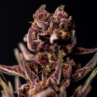 Purple Urkle (Zamnesia Seeds) Feminiserede