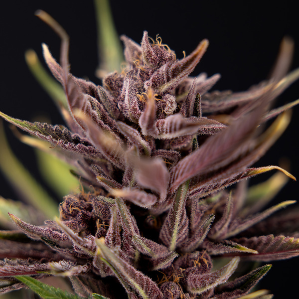 Purple Urkle (Zamnesia Seeds) Feminiserede