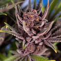 Purple Urkle (Zamnesia Seeds) Feminiserede