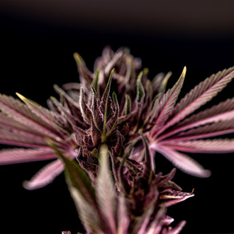 Purple Urkle (Zamnesia Seeds) Feminiserede