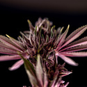Purple Urkle (Zamnesia Seeds) Feminiserede