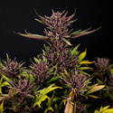Purple Urkle (Zamnesia Seeds) Feminiserede