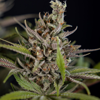Purple Urkle (Zamnesia Seeds) Feminiserede