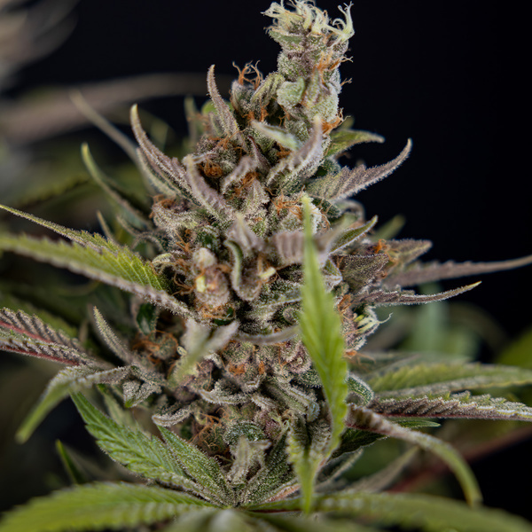 Purple Urkle (Zamnesia Seeds) Feminiserede