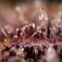 Purple Urkle (Zamnesia Seeds) Feminiserede