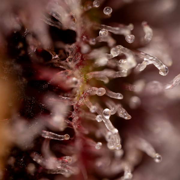 Purple Urkle (Zamnesia Seeds) Feminiserede