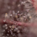 Purple Urkle (Zamnesia Seeds) Feminiserede