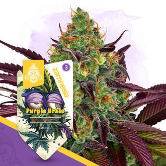 Purple Urkle Autoflower (Zamnesia Seeds) Feminiserede