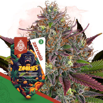 Zookies Automatic (Zamnesia Seeds) feminiserede