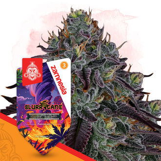 Slurricane (Zamnesia Seeds) Feminiserede