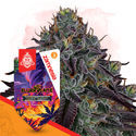 Slurricane (Zamnesia Seeds) Feminiserede