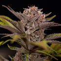Slurricane (Zamnesia Seeds) Feminiserede