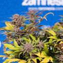 Slurricane (Zamnesia Seeds) Feminiserede