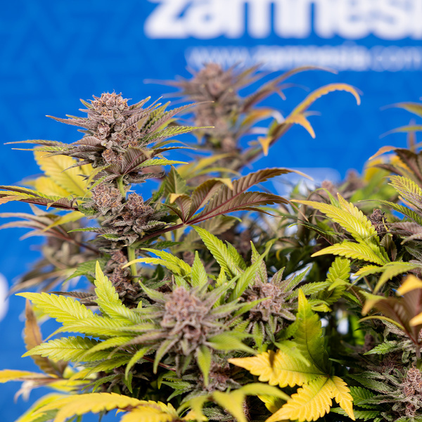Slurricane (Zamnesia Seeds) Feminiserede