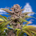 Slurricane (Zamnesia Seeds) Feminiserede