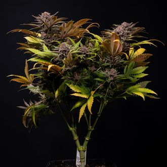 Slurricane (Zamnesia Seeds) Feminiserede
