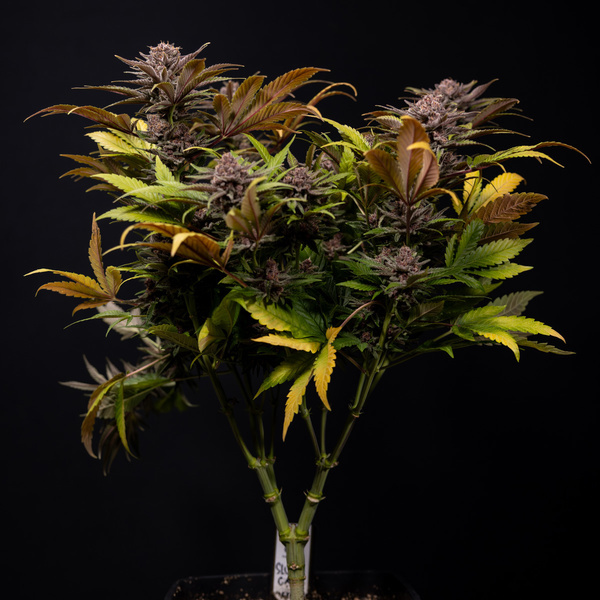 Slurricane (Zamnesia Seeds) Feminiserede